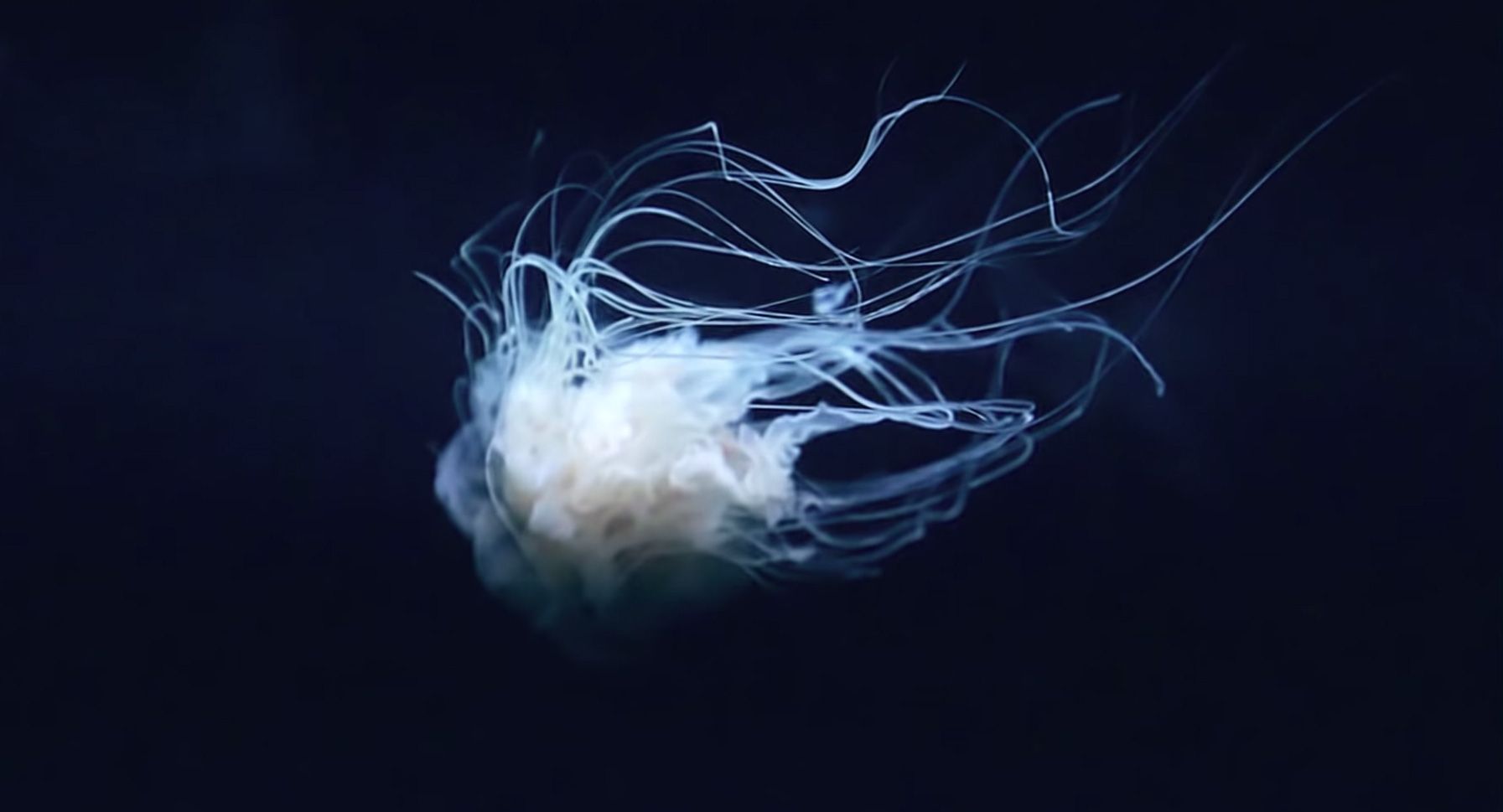 Astral Jellyfish